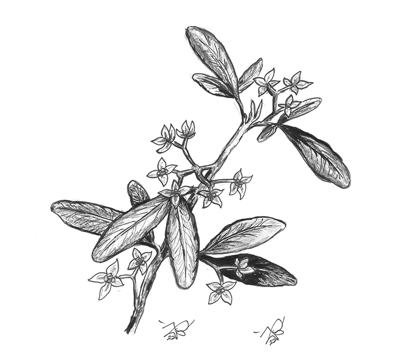 Joel_Barney_Illustration___4_Sandfly_Bush.jpg
