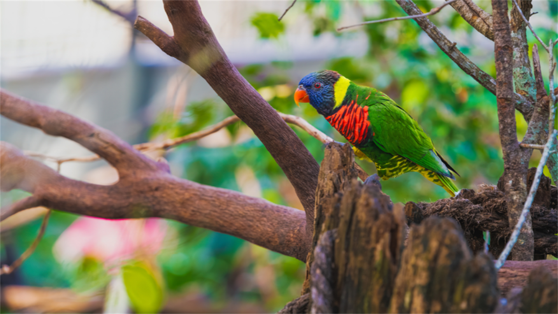 Rainbow lorikeet on tree branches Rainbow lorikeet on tree branches