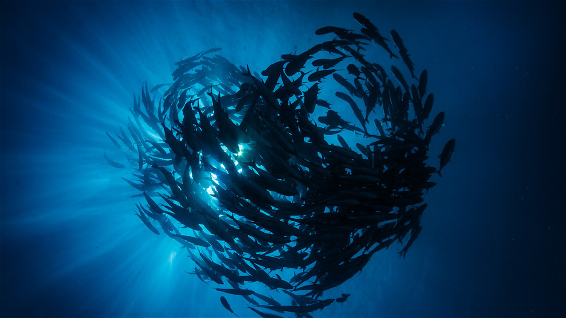 Underwater school of fish swimming in circle looking up towards sun Underwater school of fish swimming in circle looking up towards sun