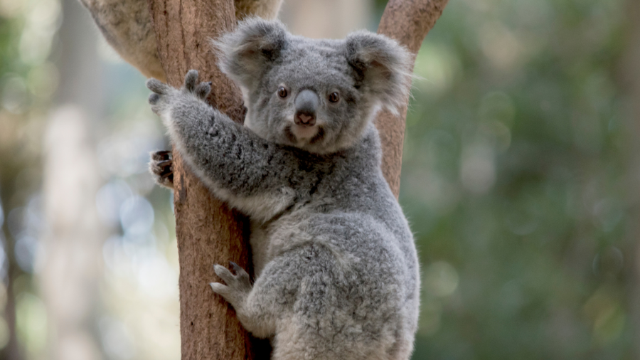 A koala in a tree