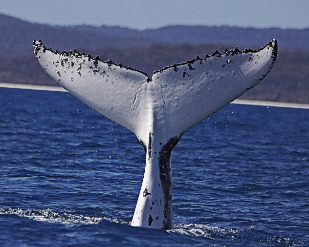 Pacific-Whale-Foundation-Wildlife-Talk.png