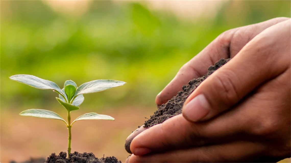 Small seeding in soil with cupped hands gently placing more soil.