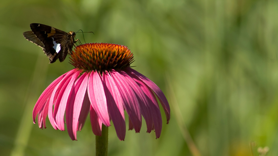 Butterfly feeding on a daisy