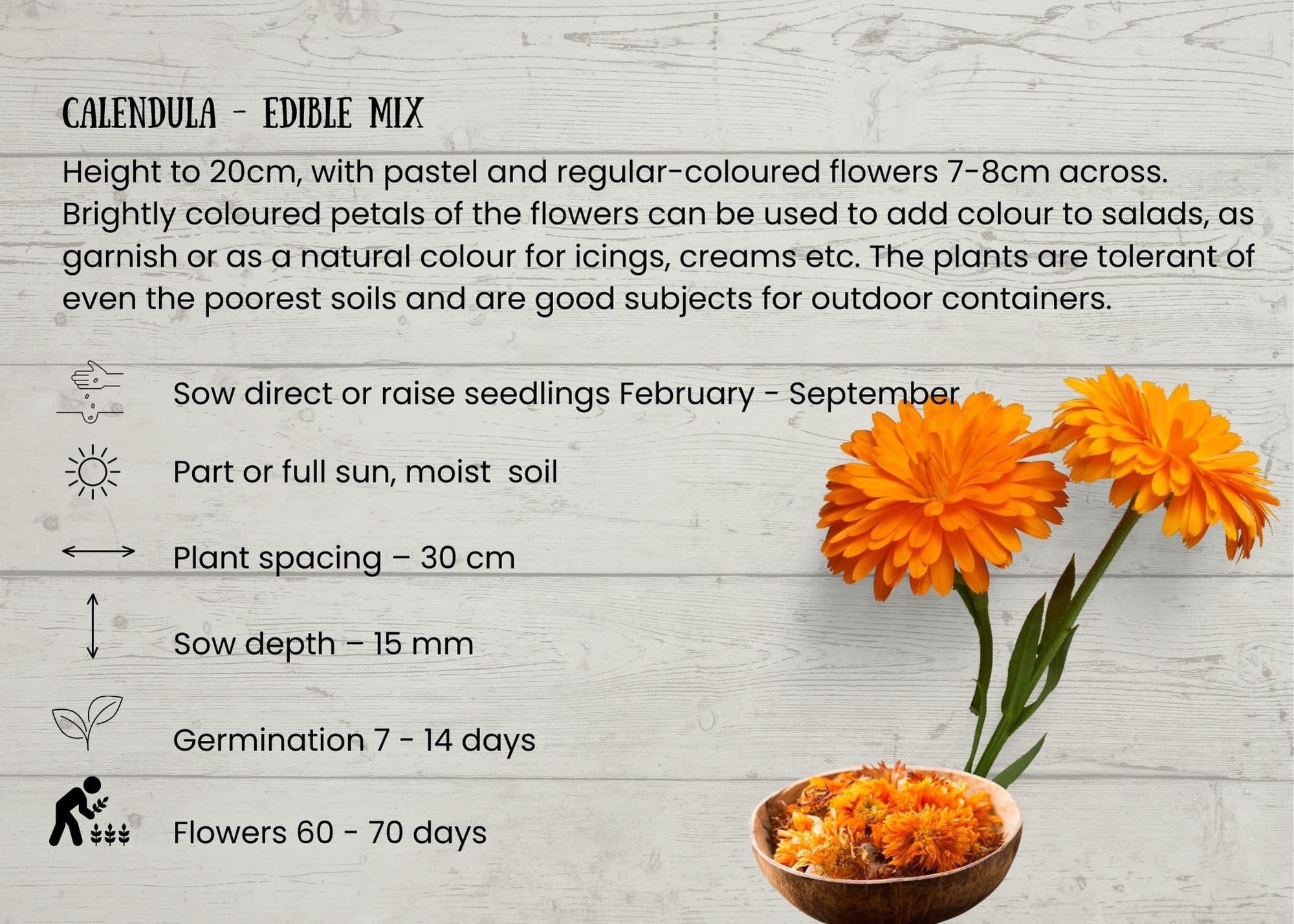 Calendula.jpg