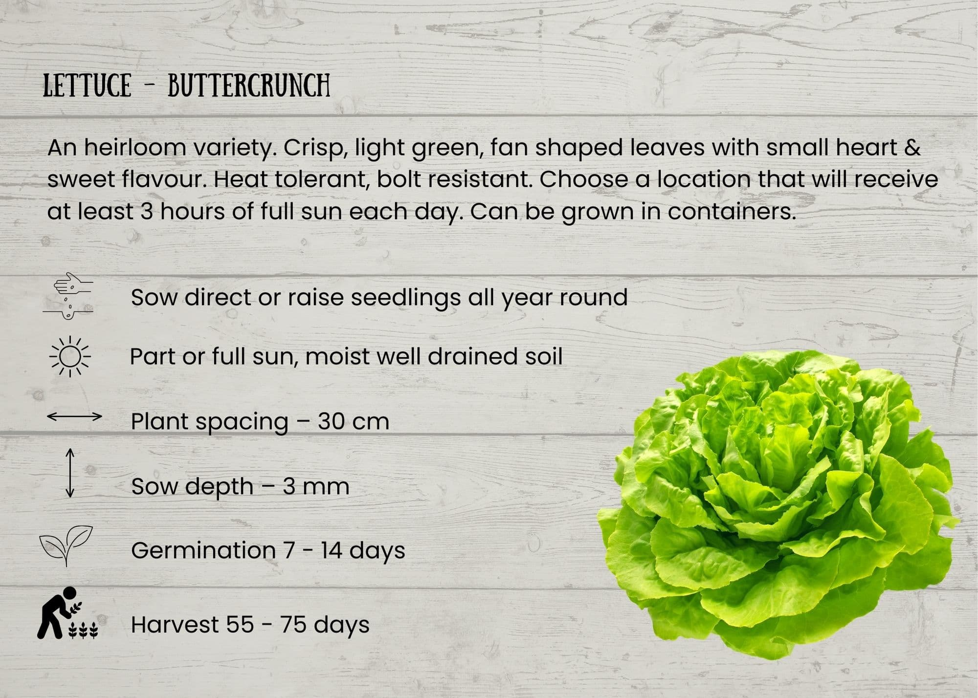 Lettuce_Buttercrunch.jpg