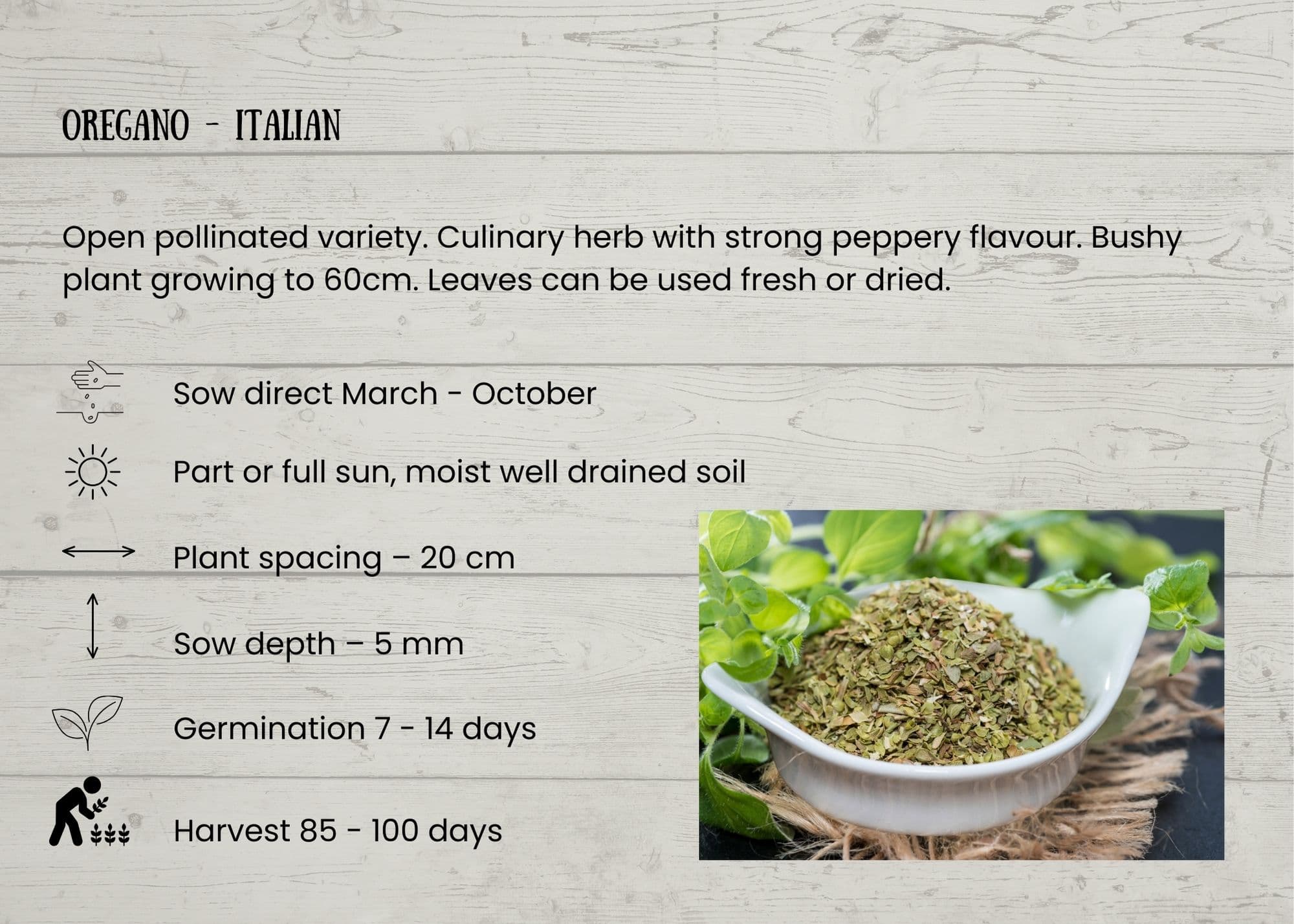 Oregano Italian info