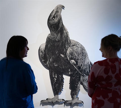2-metre tall charcoal drawing of a wedge-tailed eagle by Anna Louise Richardson