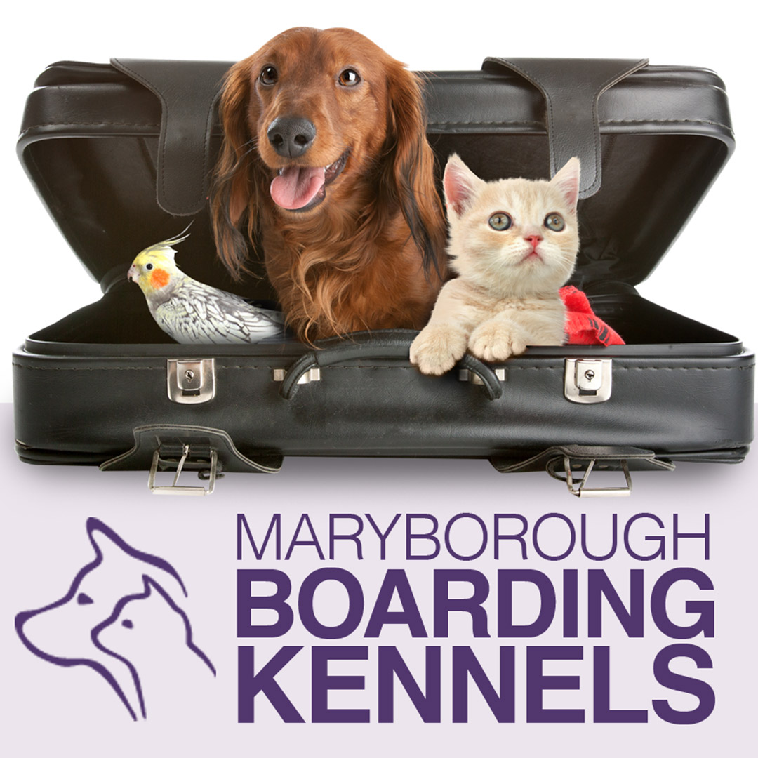 A social media graphic I created for the Maryborough Boarding Kennels / Animal Refuge