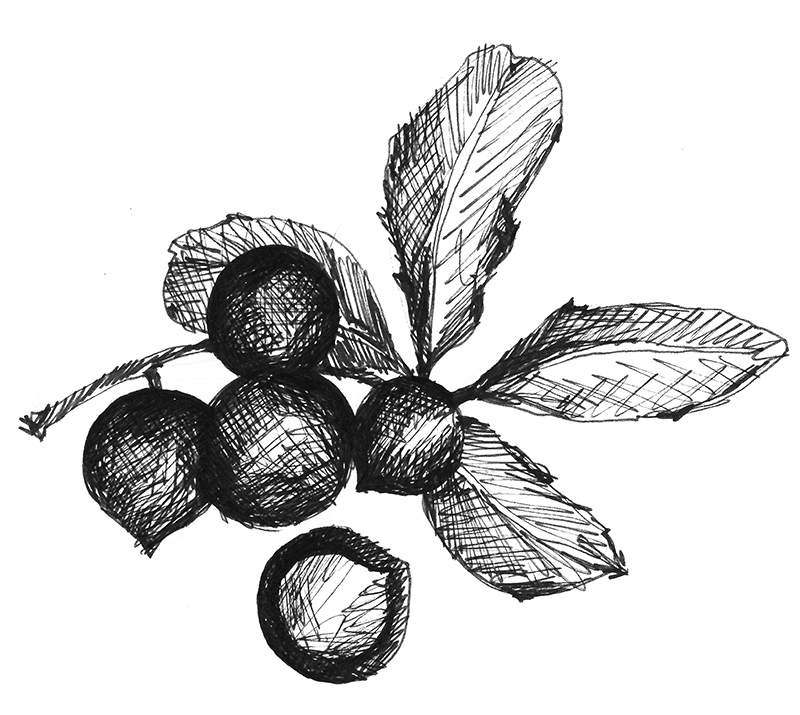 Macadamia (or Bauple) Nut Illustration. Artist: Trevor Spohr