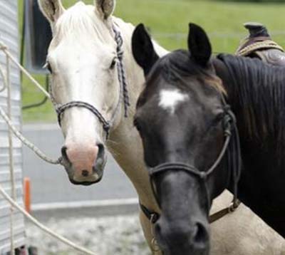 The latest news from Maryborough Showgrounds &amp; Equestrian Park Winter 2020